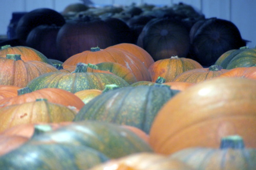 Pumpkins on a conveyor belt