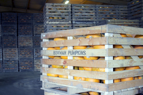 Pumpkins in a crate