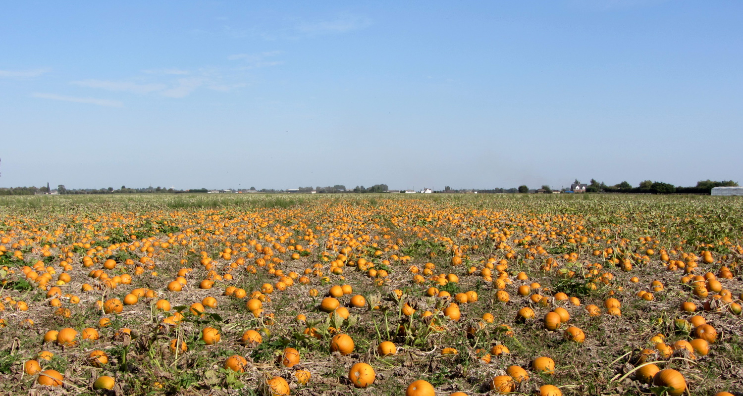A pumpkin field
