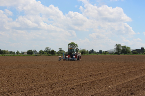 The seed drill in use
