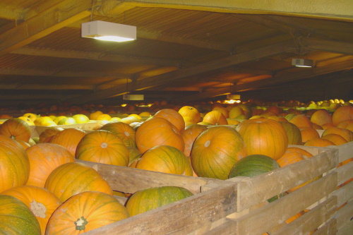 Pumpkins in storage