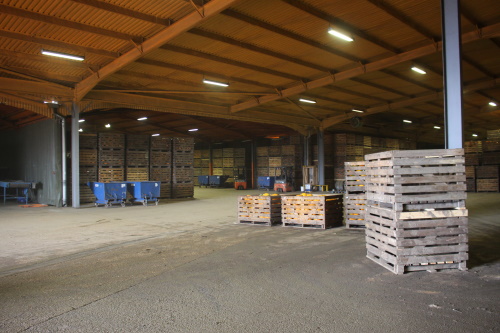 The packing shed at harvest time
